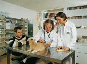 Gatto dal veterinario