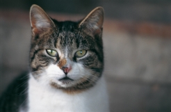 malattie degli occhi nei gatti