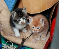 Cuccioli di gatto