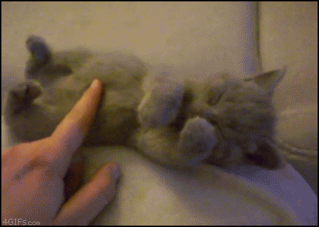 gattino-coccole