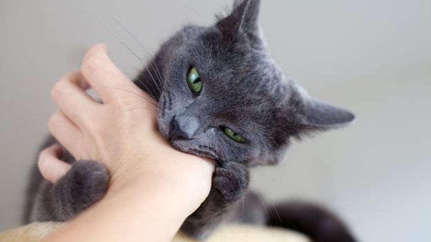 Come Insegnare a un Gatto a Non Mordere e Graffiare - Per appassionati di  gatti