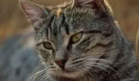 Un gatto attraversa tre Stati in due anni per raggiungere la sua padrona