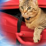 come-avere-cura-del-tuo-gatto-durante-le-vacanze_b04f9169114bd1f79629c28bbd5e4964