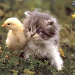 gato y pollo, hierba, flores 147507