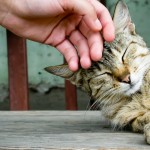 gatto (3)