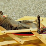 relax-in-spiaggia-per-il-gatto