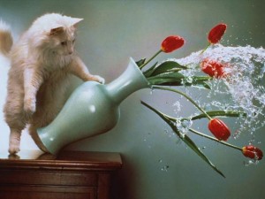 phoca_thumb_l_gatto-rompe-vaso