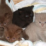 Chocolate, lilac & black Brit Kittens