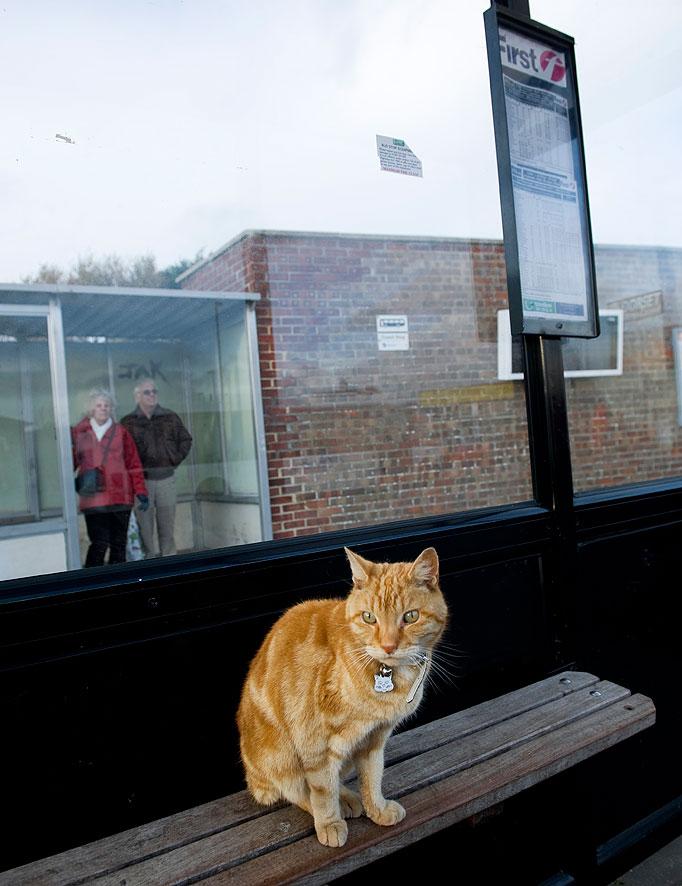 Cat stop ... Dodger patiently waits for the bus