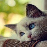casey-gatto-triste