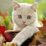 fall-cats-18