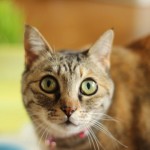 gatto-di-casa-620x413