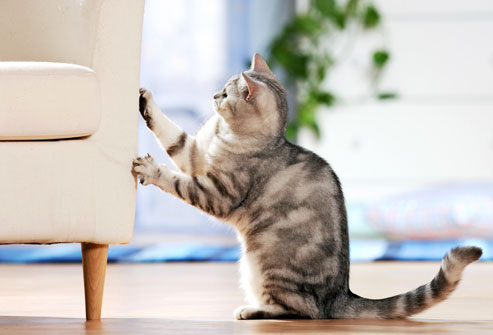 cat-scratching-furniture