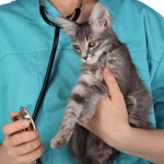 gatto_veterinario