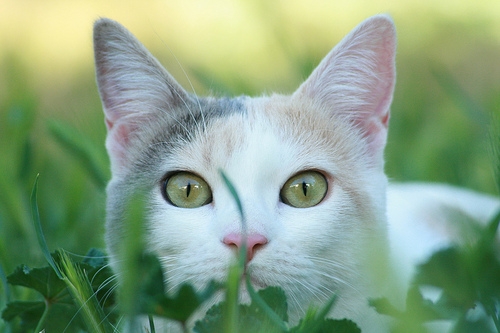 Gatto bianco nascosto tra l'erba - Gattile di Carpi - Carpi
