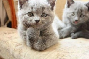 photobomb-gattini