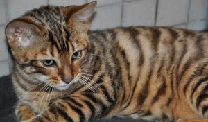 Gatto-Toyger