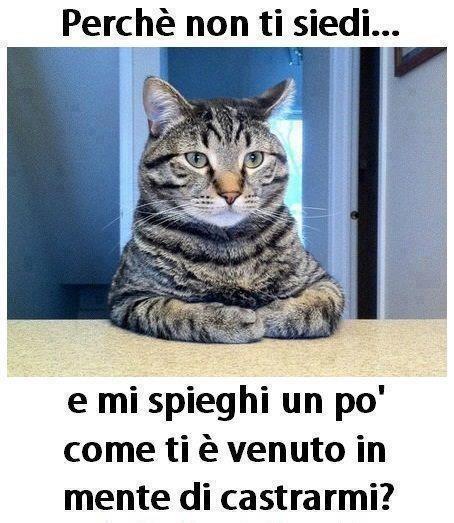 542-gatto-seduto-scrivania-chiede-perch-deve-essere-castrato