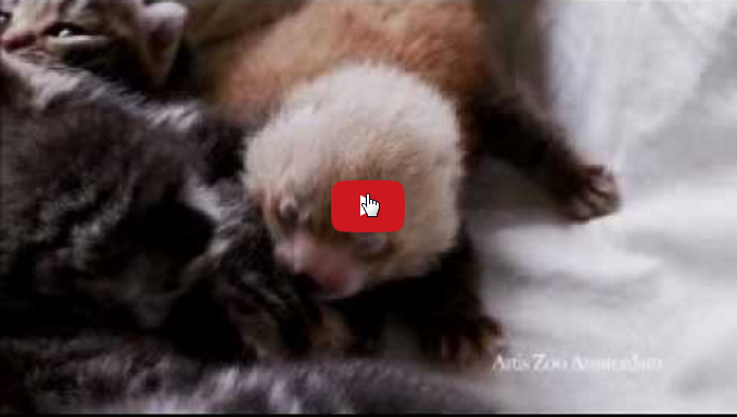 In Olanda Una Mamma Gatta Soriana Adotta Un Bebe Di Panda Minore Panda Rosso Per Appassionati Di Gatti
