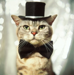 Silver tabby cat (Felis catus) wearing top hat and bow tie