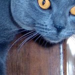 gatto-certosino-carattere_NCG2