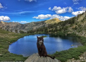 2D96EB7800000578-3281012-Pictured_on_the_Ruby_Mountains_in_Nevada_Burma_the_cat_is_the_in-a-22_1445349664729