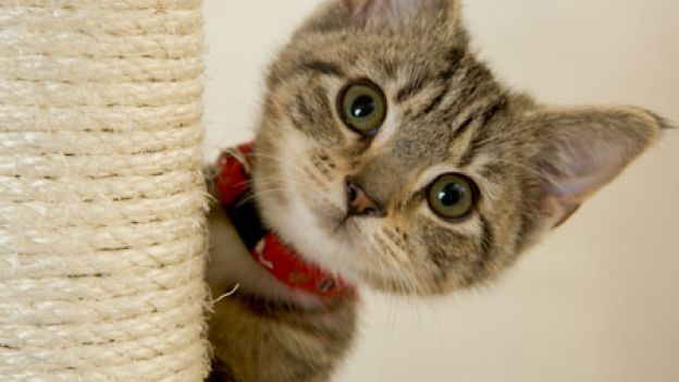Quando-arriva-un-gattino