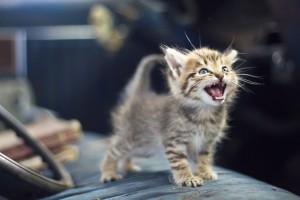 gattino-miagola-arrabbiato