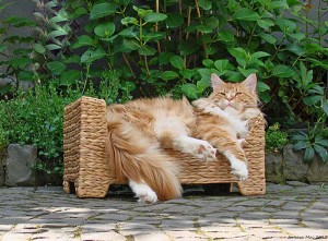 Il-gatto-maine-coon-regale-maestoso