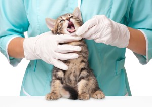 La-comunicazione-Medico-Veterinario-cliente-seminario-gatto