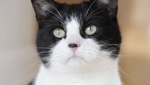 Purina-Felix-Amoremiao