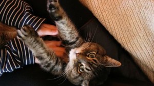 Come-fare-massaggio-rilassante-al-gatto