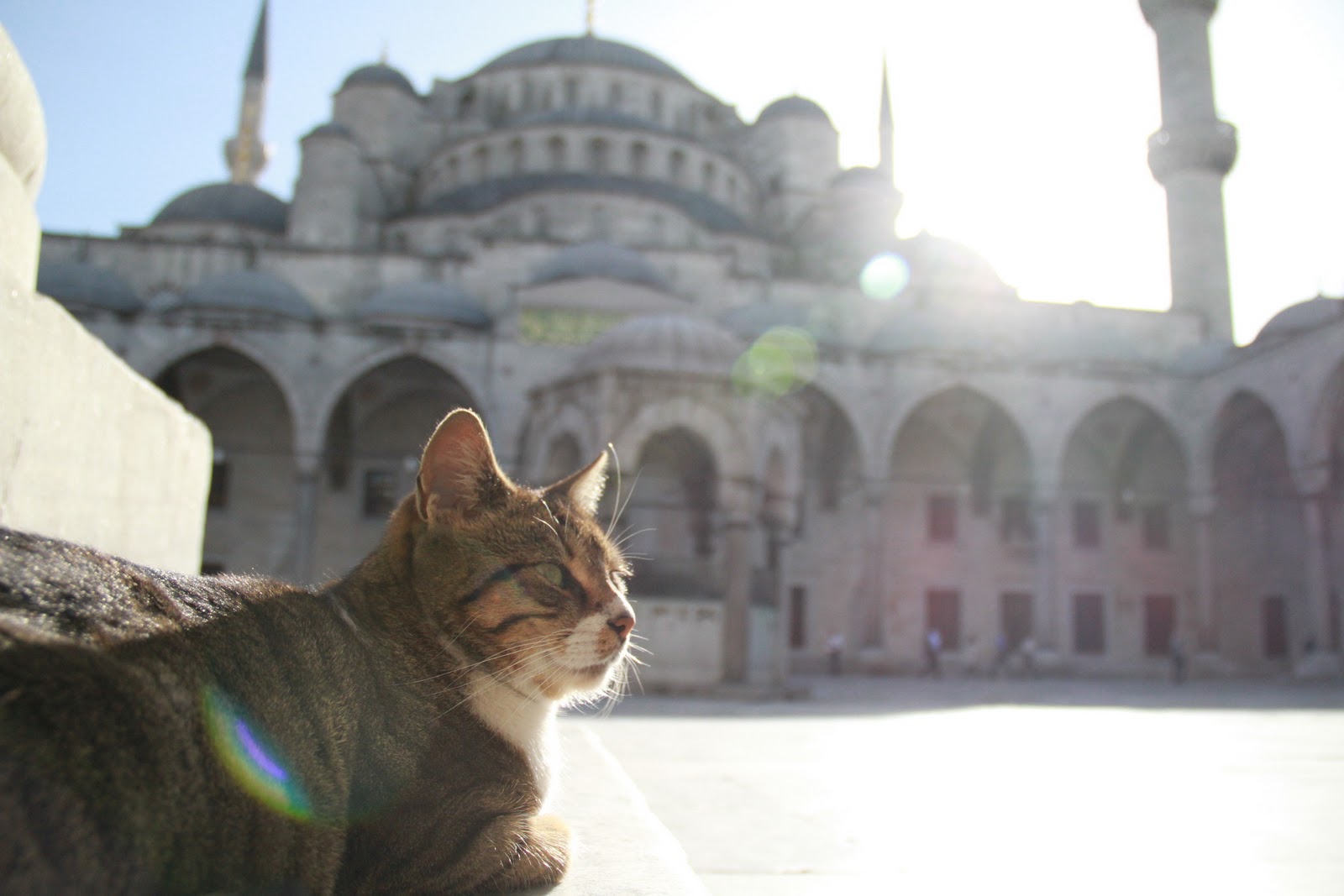 cat-at-the-masjid