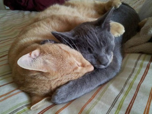 gatti_abbracciati
