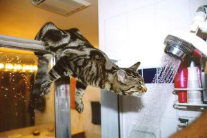 gatto-comportamento-regole