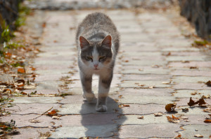 gatto-randagio-adottato