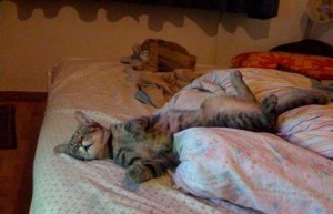 gatto_letto_dormire