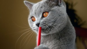 writing_cat_HD