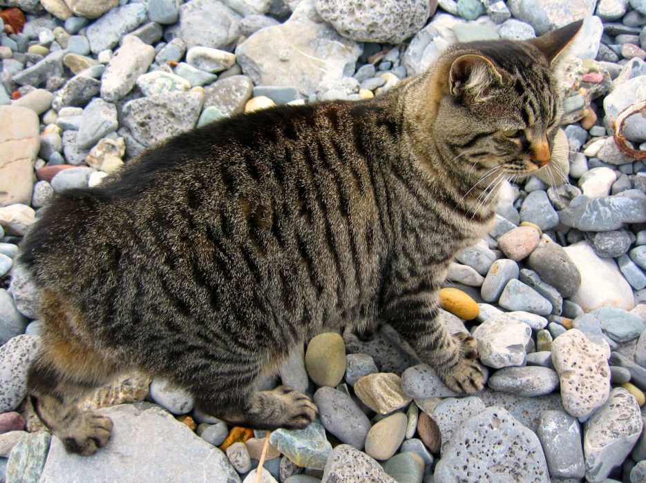 Gatto-dellisola-di-Man-o-gatto-Manx1