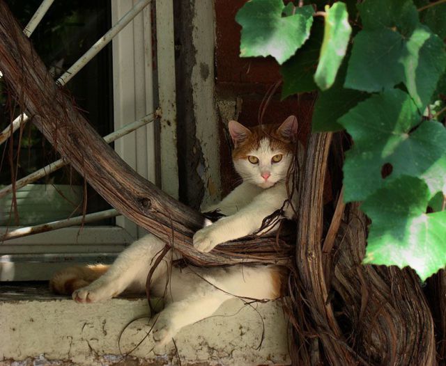 cat-chilling-in-the-window-big