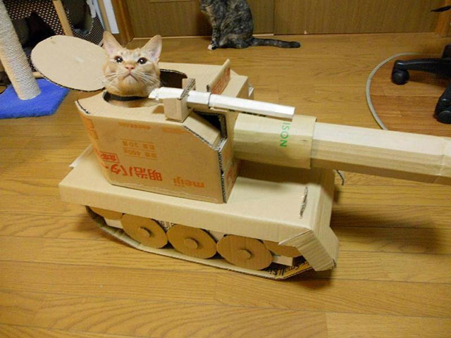 cats_in_tanks_5
