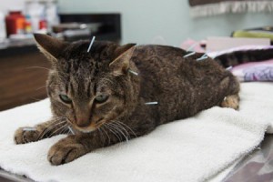 gatto-agopuntura
