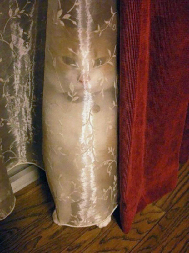 ninja-cat-hiding-funny-103__605