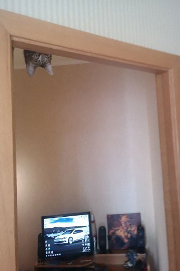 ninja-cat-hiding-funny-104__605
