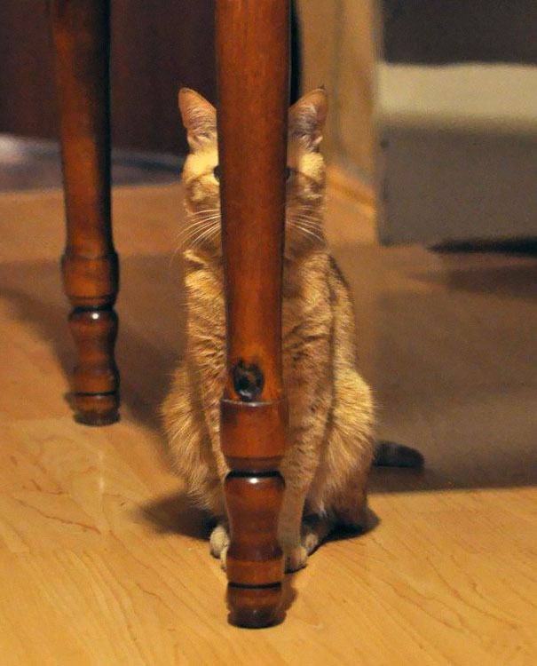 ninja-cat-hiding-funny-108__605