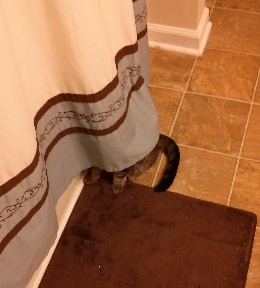 ninja-cat-hiding-funny-27__880