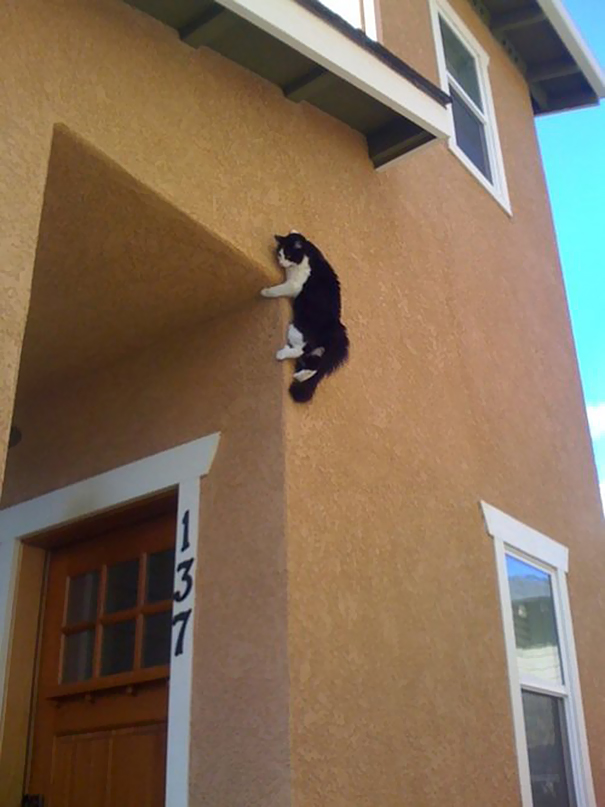 ninja-cat-hiding-funny-44__605