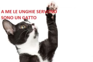 5-reasons-not-to-declaw-cats