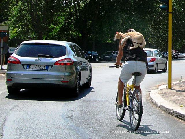 Il ciclista romano con un gatto rosso a mo’ di sciarpa impazza sul web ...