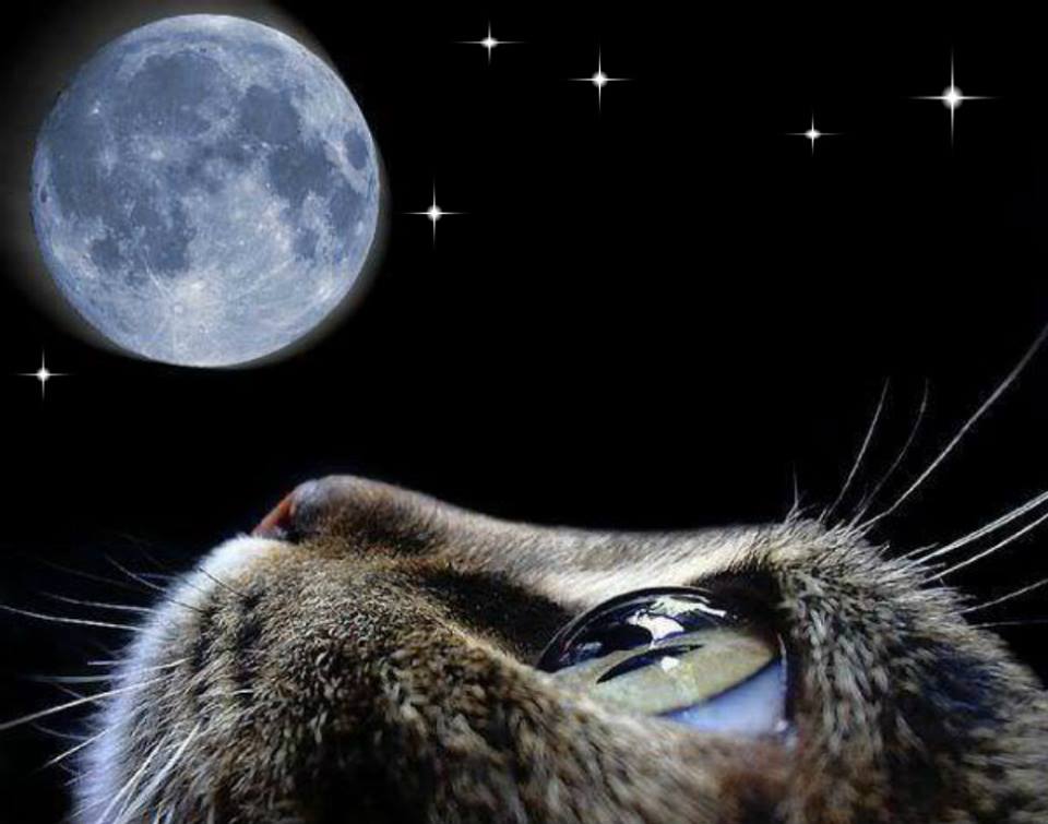 Comportamento del gatto durante la luna piena 🌝 - Per appassionati di gatti